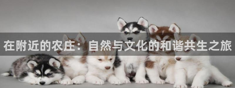 pg电子解密