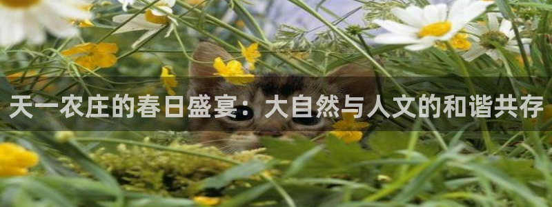 pg电子是局域网的吗