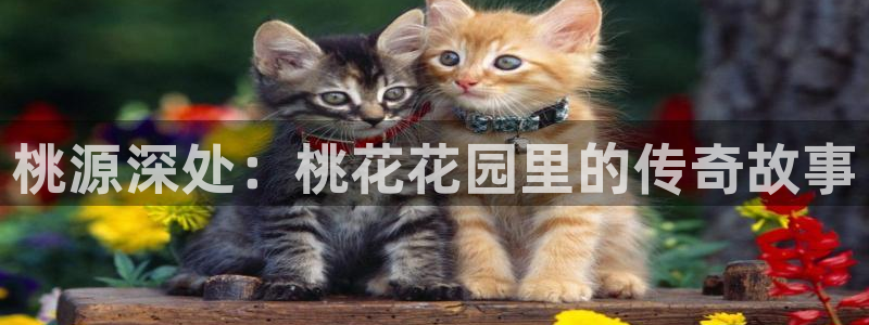 夜醉佳人电子pg