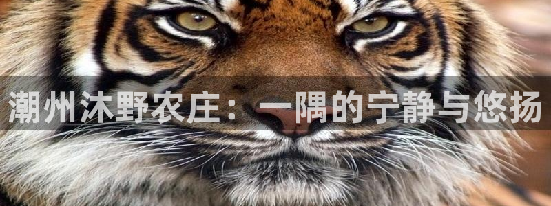 pg电子招财猫游戏爆分