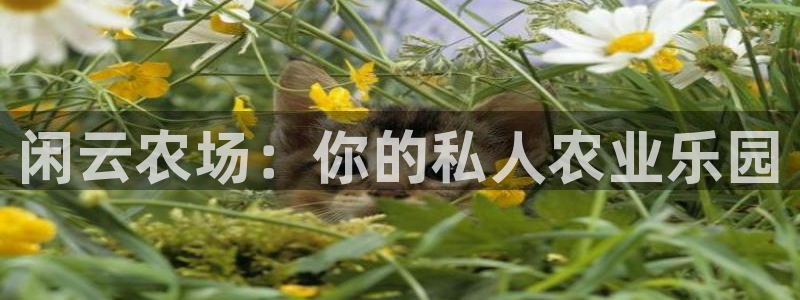 pg电子视频麻将胡了2